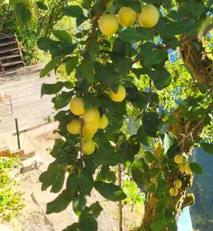 Apartma Tina Straža